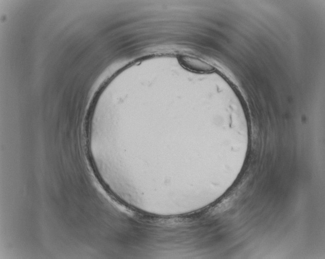 X0000068731045200605262021