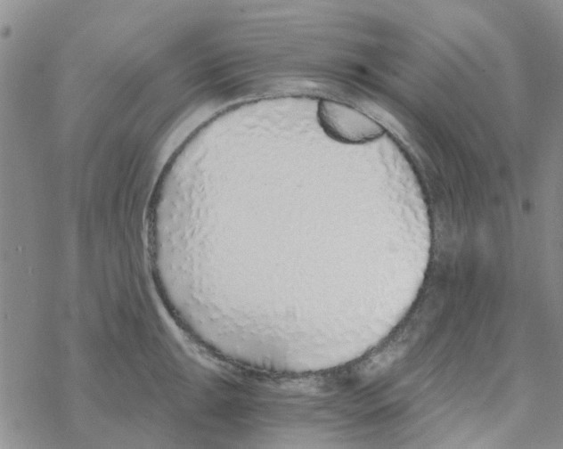 X0000068731047200605262021