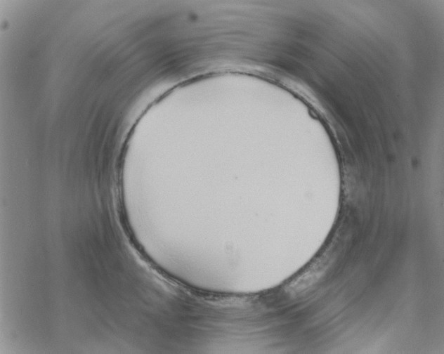 X0000068731048200605262021