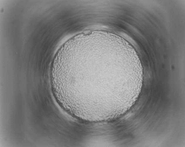 X0000068731055200605262021