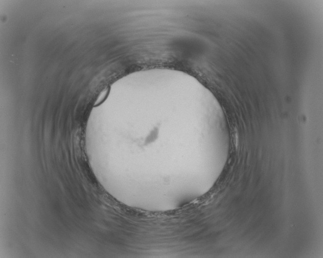 X0000068731059200605262020