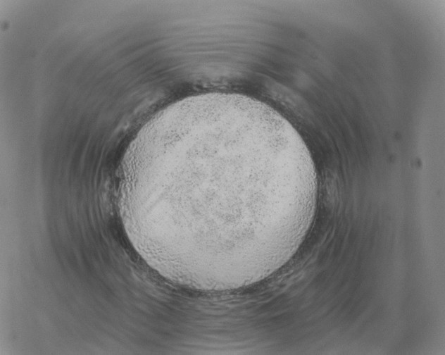 X0000068731060200605262020