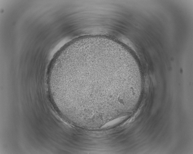 X0000068731071200605262020