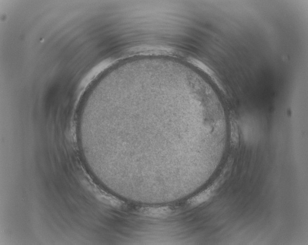 X0000068731074200605262020