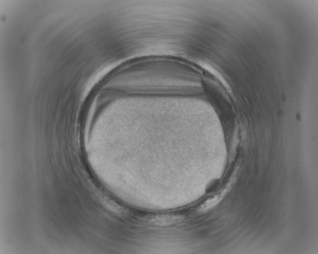 X0000068731077200605262020