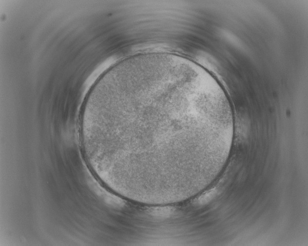 X0000068731090200605262020