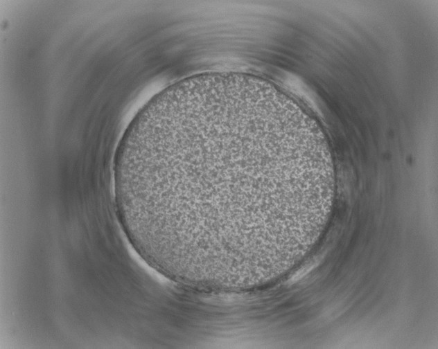 X0000068731095200605262019