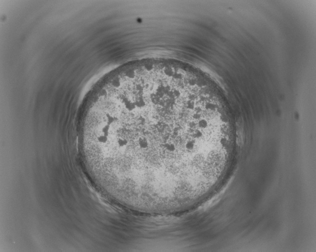 X0000068731117200605262019