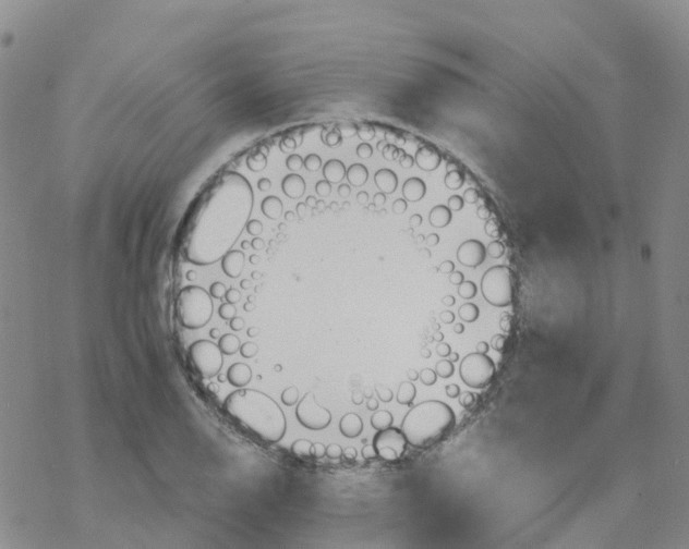 X0000068731126200605262019