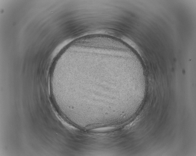 X0000068731127200605262019