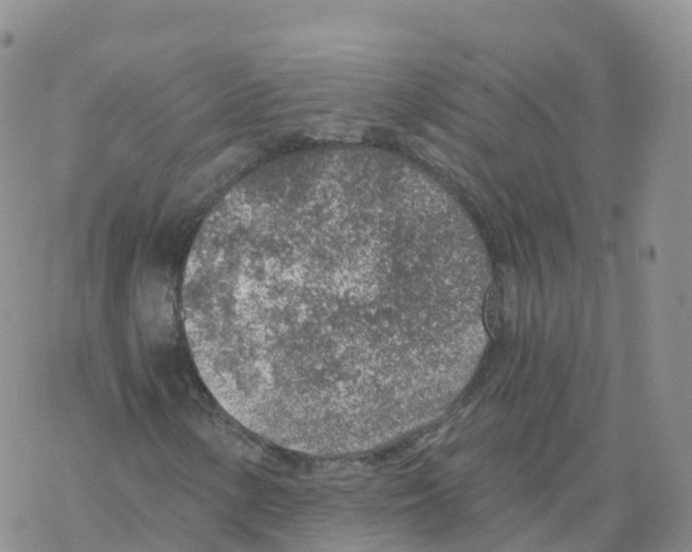 X0000068731154200605262018