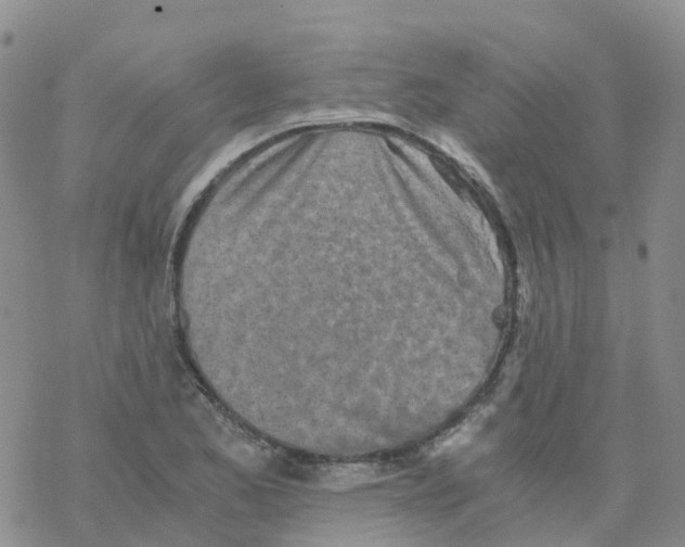 X0000068731173200605262018