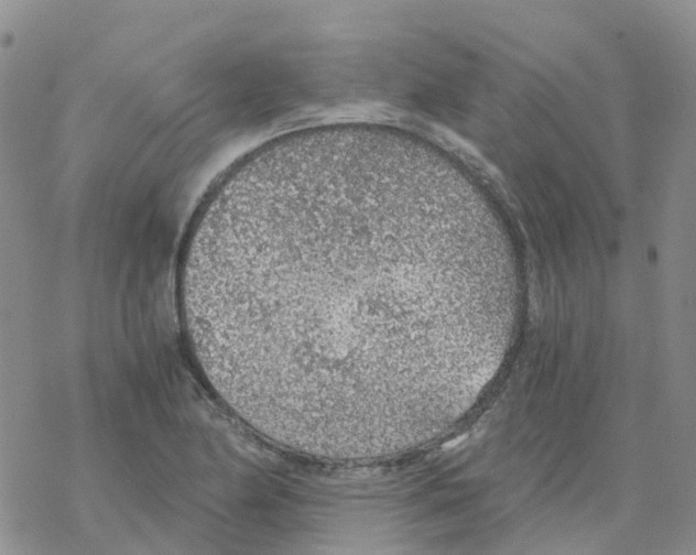 X0000068731174200605262018