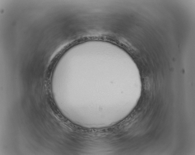 X0000068731208200605262017