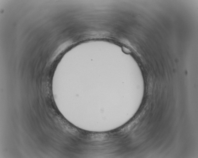 X0000068731211200605262017