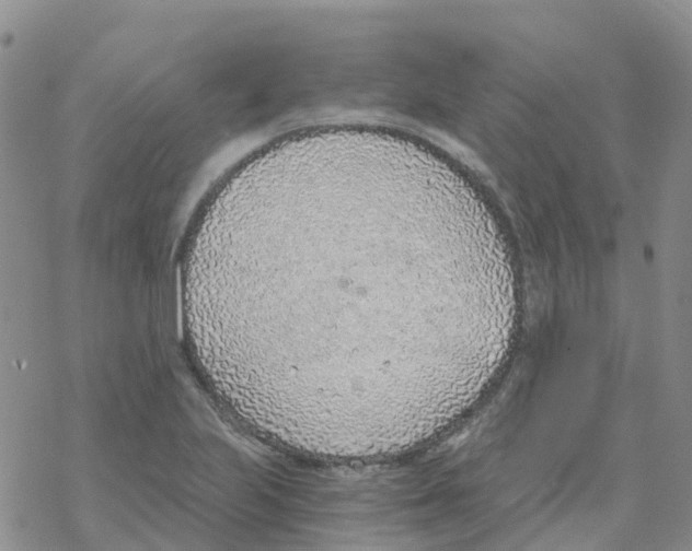 X0000068731223200605262017