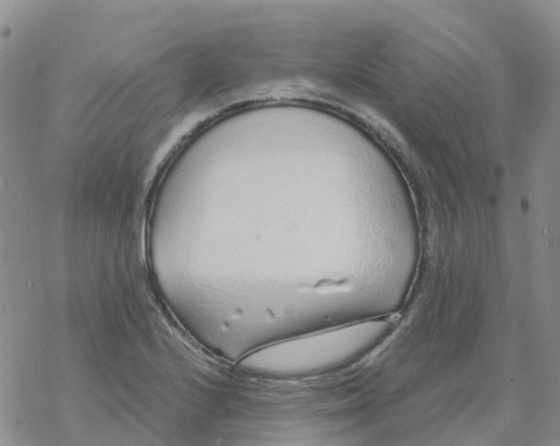 X0000068731224200605262017