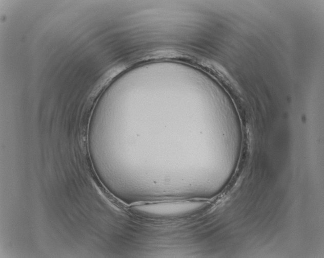 X0000068731225200605262017