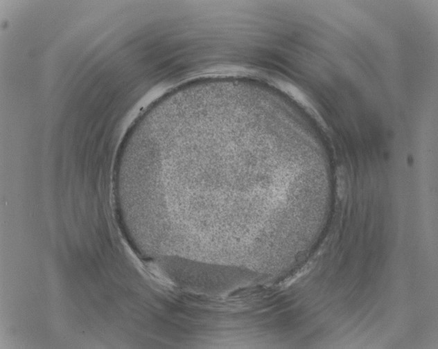 X0000068731229200605262017