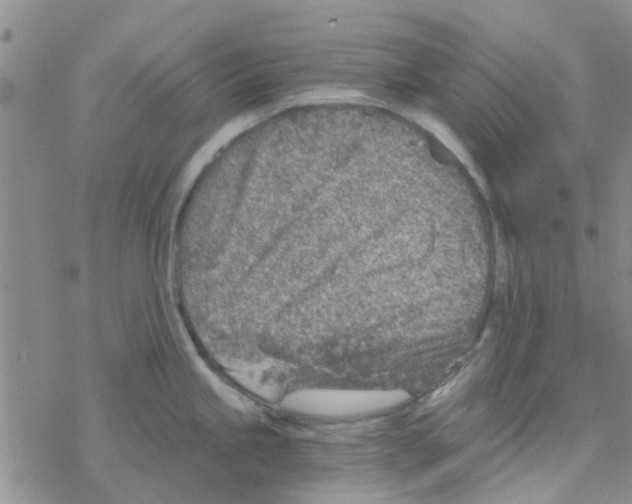 X0000068731245200605262018