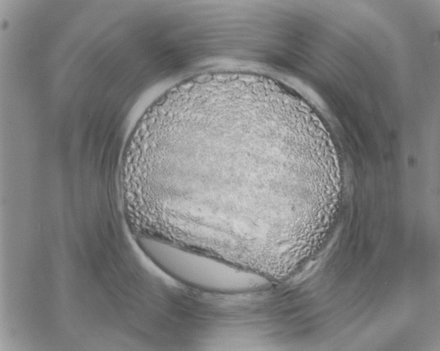 X0000068731247200605262018