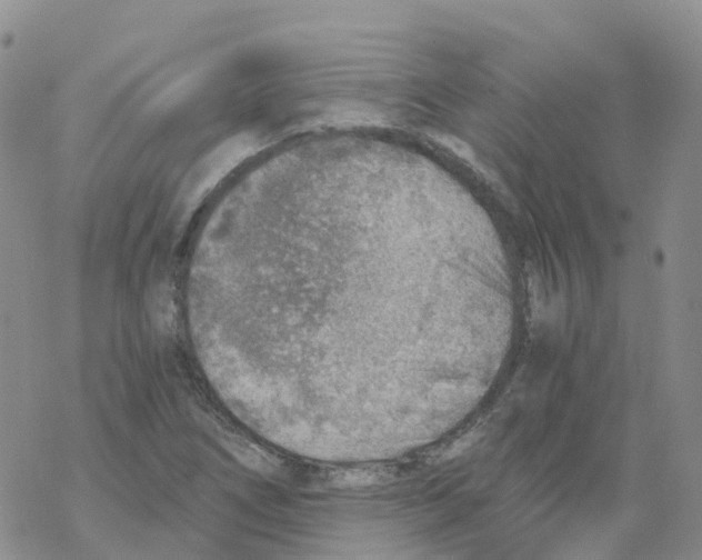 X0000068731266200605262017