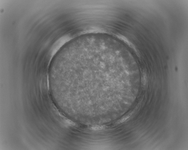 X0000068731274200605262016