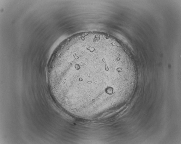 X0000068731275200605262016