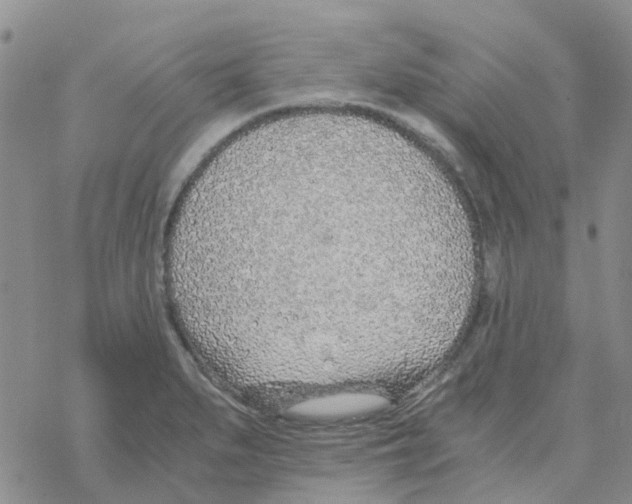 X0000068731279200605262016