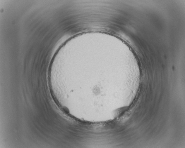 X0000068731283200605262016