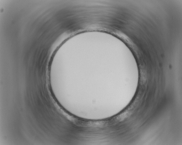 X0000068731286200605262016