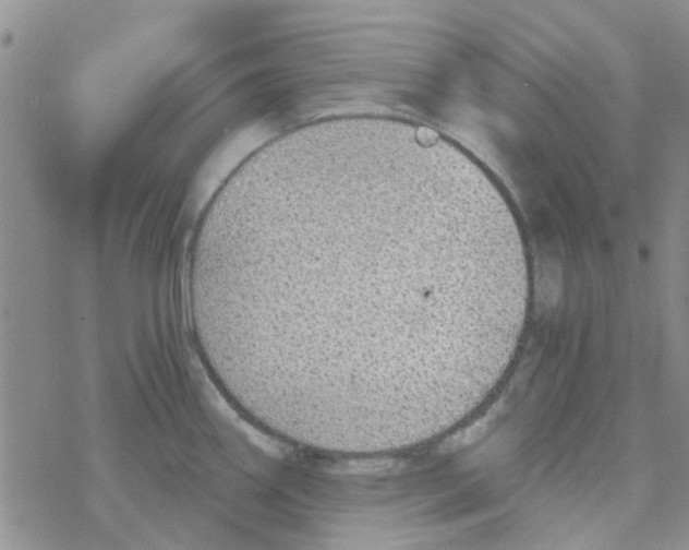 X0000068731290200605262016