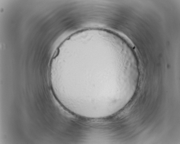 X0000068731295200605262016