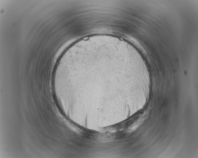 X0000068731331200605262016