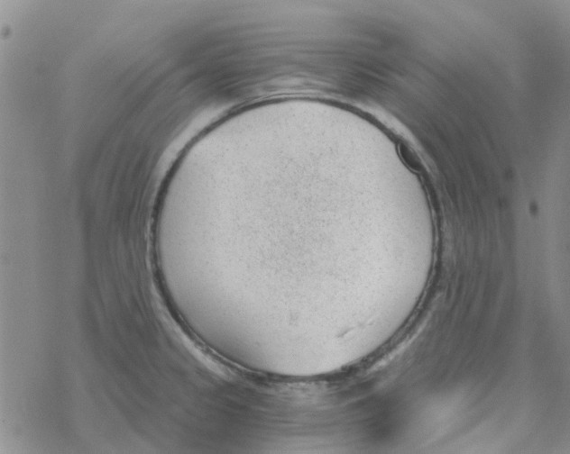 X0000068731333200605262016