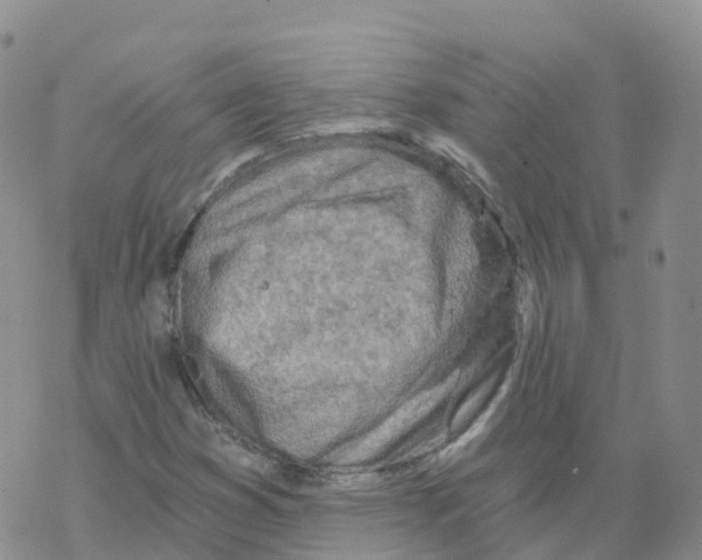 X0000068731353200605262015