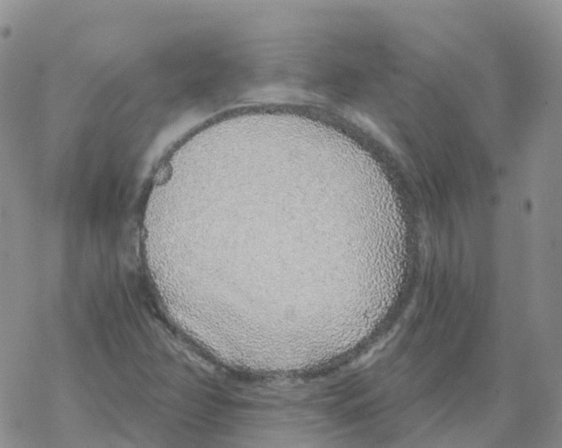 X0000068731358200605262015