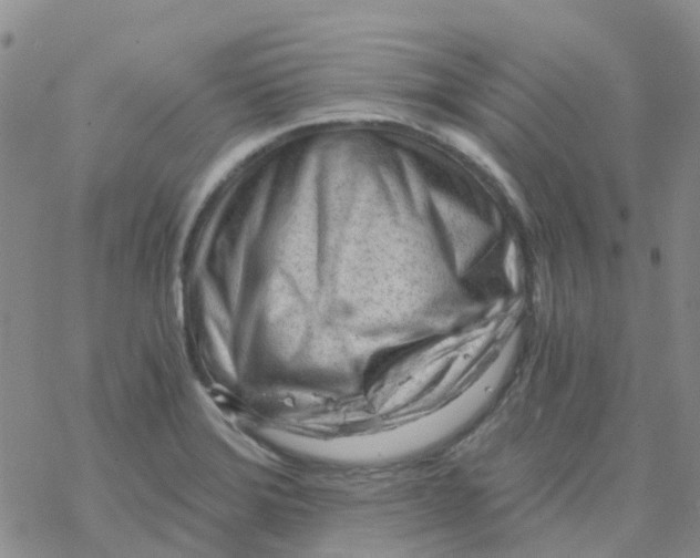 X0000068731372200605262015