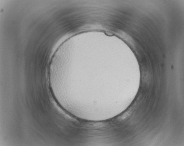 X0000068731382200605262015