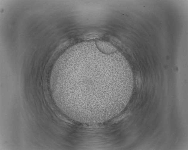 X0000068731393200605262014