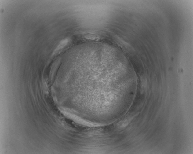 X0000068731394200605262014