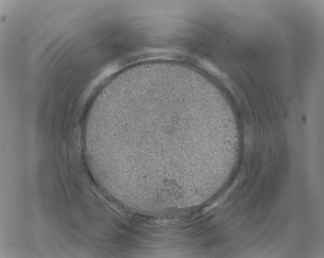 X0000068731411200605262014