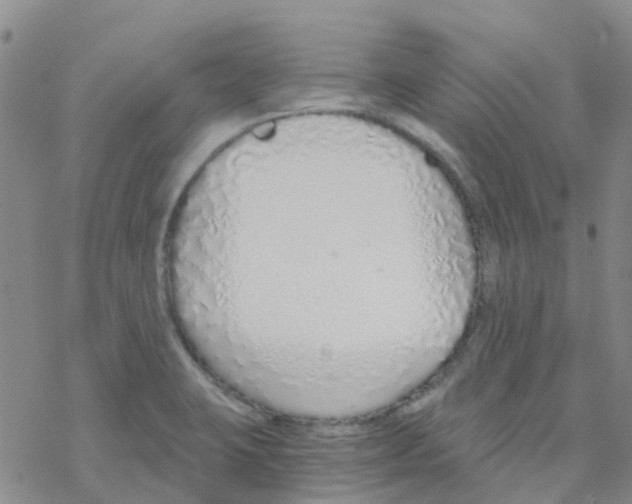 X0000068731423200605262014