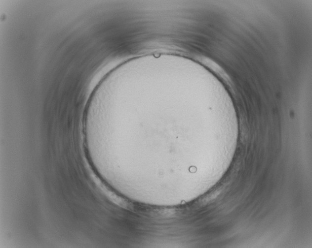 X0000068731431200605262014