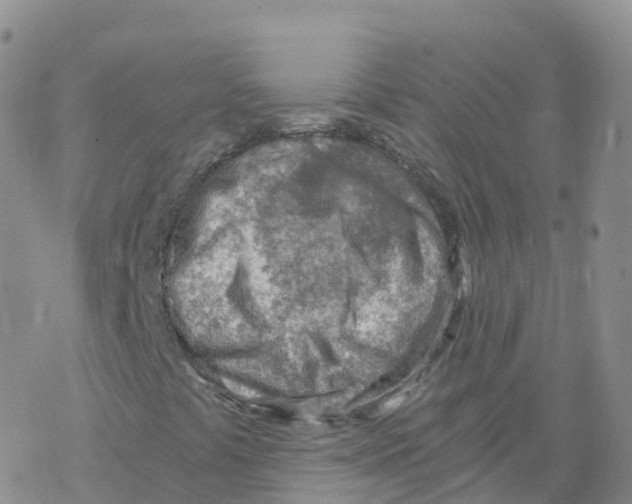 X0000068731441200605262014