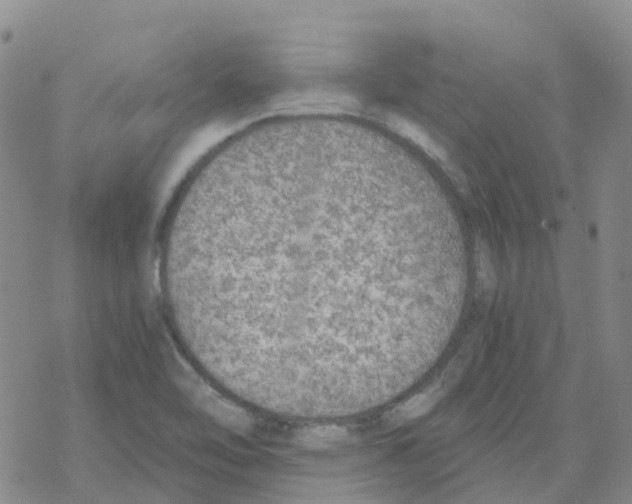 X0000068731462200605262013