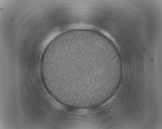 X0000068731463200605262013