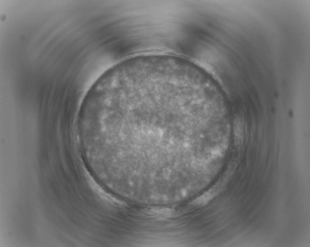 X0000068731466200605262013