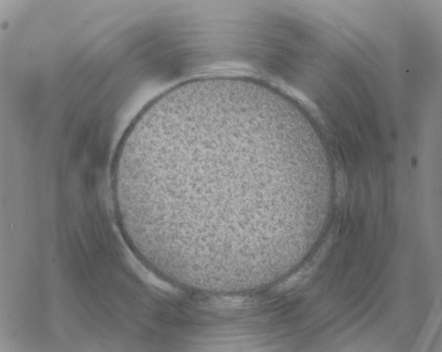 X0000068731470200605262013