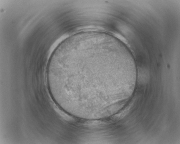 X0000068731474200605262013